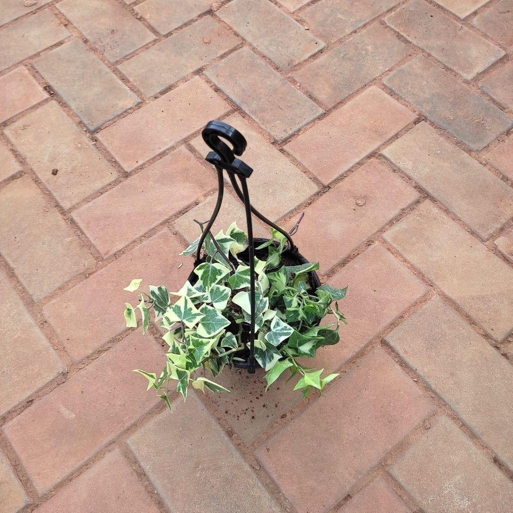 English Ivy Succulent in 5 Inch Black Hanging Basket