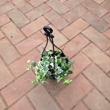 Buy English Ivy Succulent in 5 Inch Black Hanging Basket Online | Urvann.com