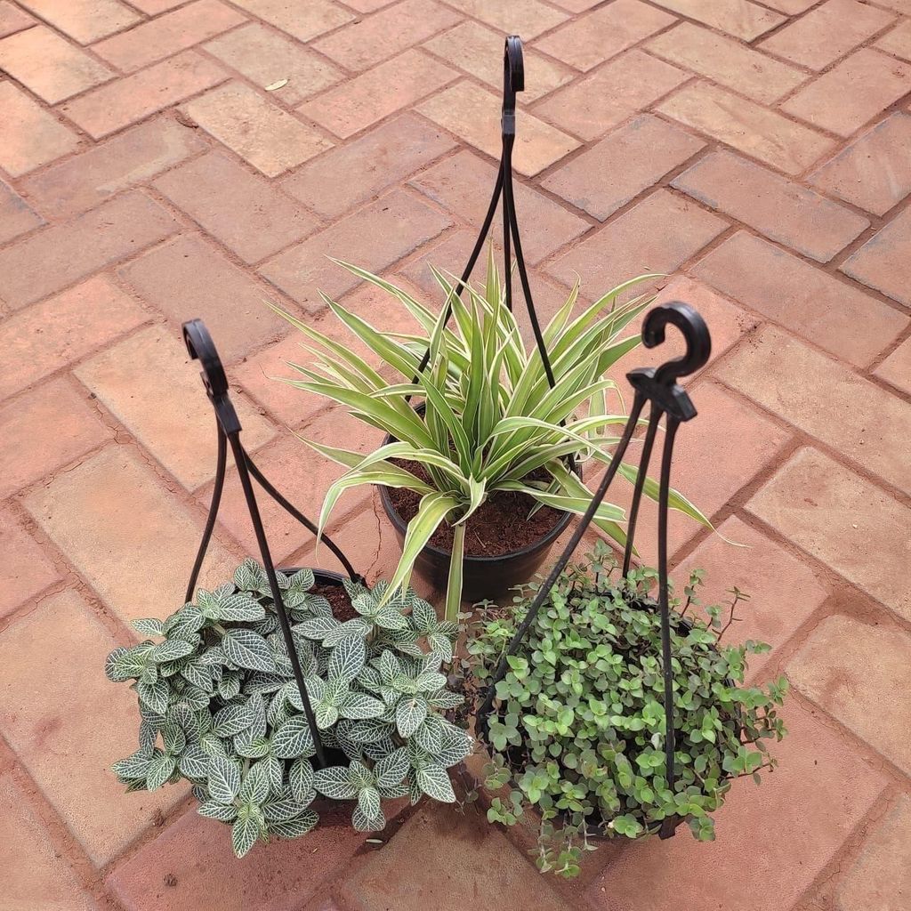 Set of 3 - Hanging Plants (Fittonia, Turtle Vine & Spider) in 6 Inch Hanging Basket (any colour)