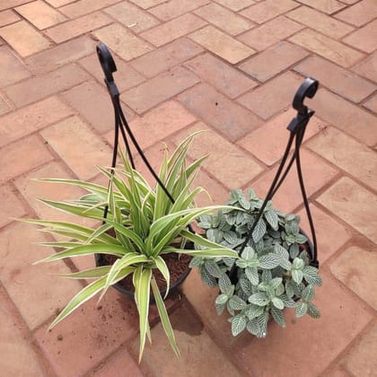 Buy Set Of 2 - Hanging Plant (Spider & Fittonia / Nerve Plant) in 6 Inch Hanging Basket (any colour) Online | Urvann.com