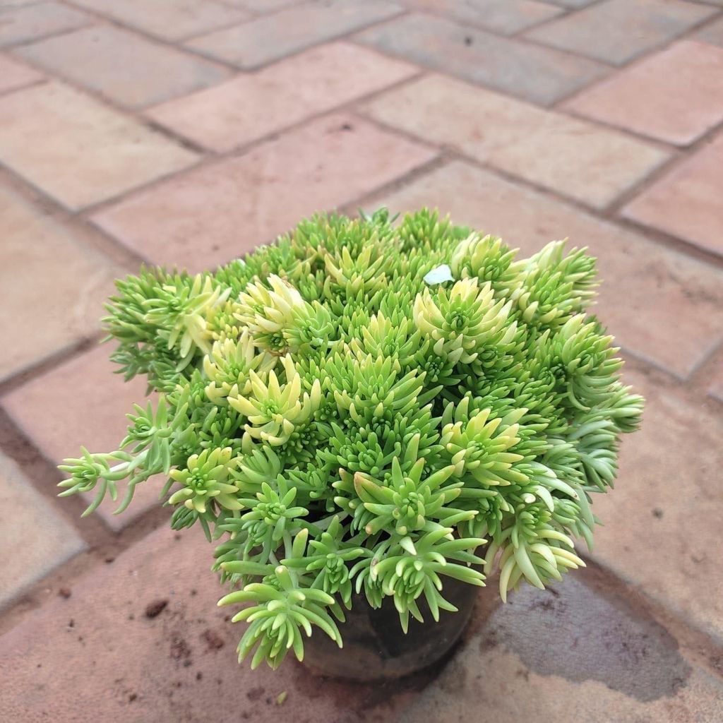 Sedum Lineare Succulent in 4 Inch Nursery Pot