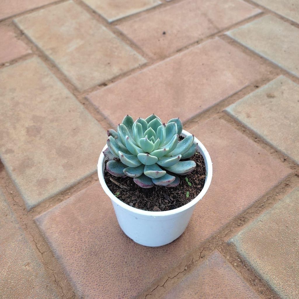 Buy Echeveria Elegans Succulent in 3 Inch Plastic Pot Online | Urvann.com Echeveria Elegans Succulent in 3 Inch Nursery Pot