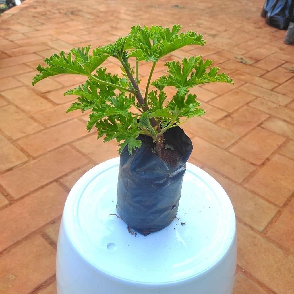 Celery / Pan Patra Green in 4 Inch Nursery Bag