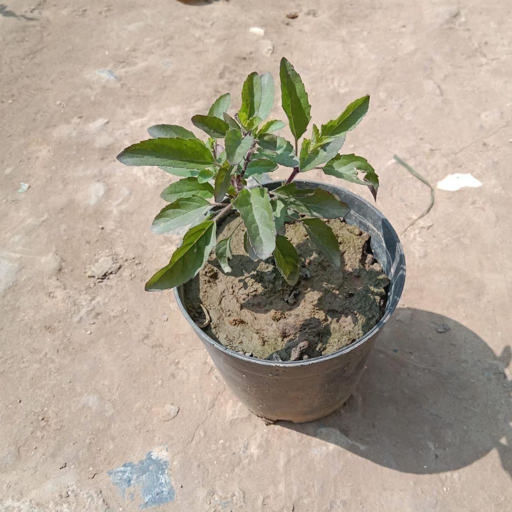 Shayama Tulsi In 4 Inch Nursery Pot