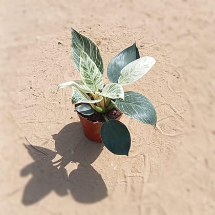 Buy Philodendron Birkin in 5 Inch Plastic Pot Online | Urvann.com