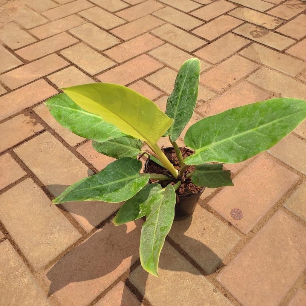 Buy Philodendron in 5 Inch Plastic Pot Online | Urvann.com Philodendron in 5 Inch Nursery Pot