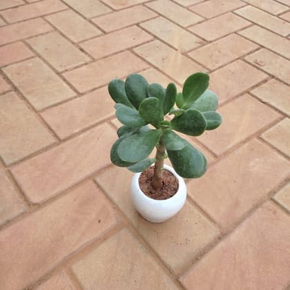 Buy Crassula Succulent in 3 Inch White Classy Bowl Ceramic Pot Online | Urvann.com