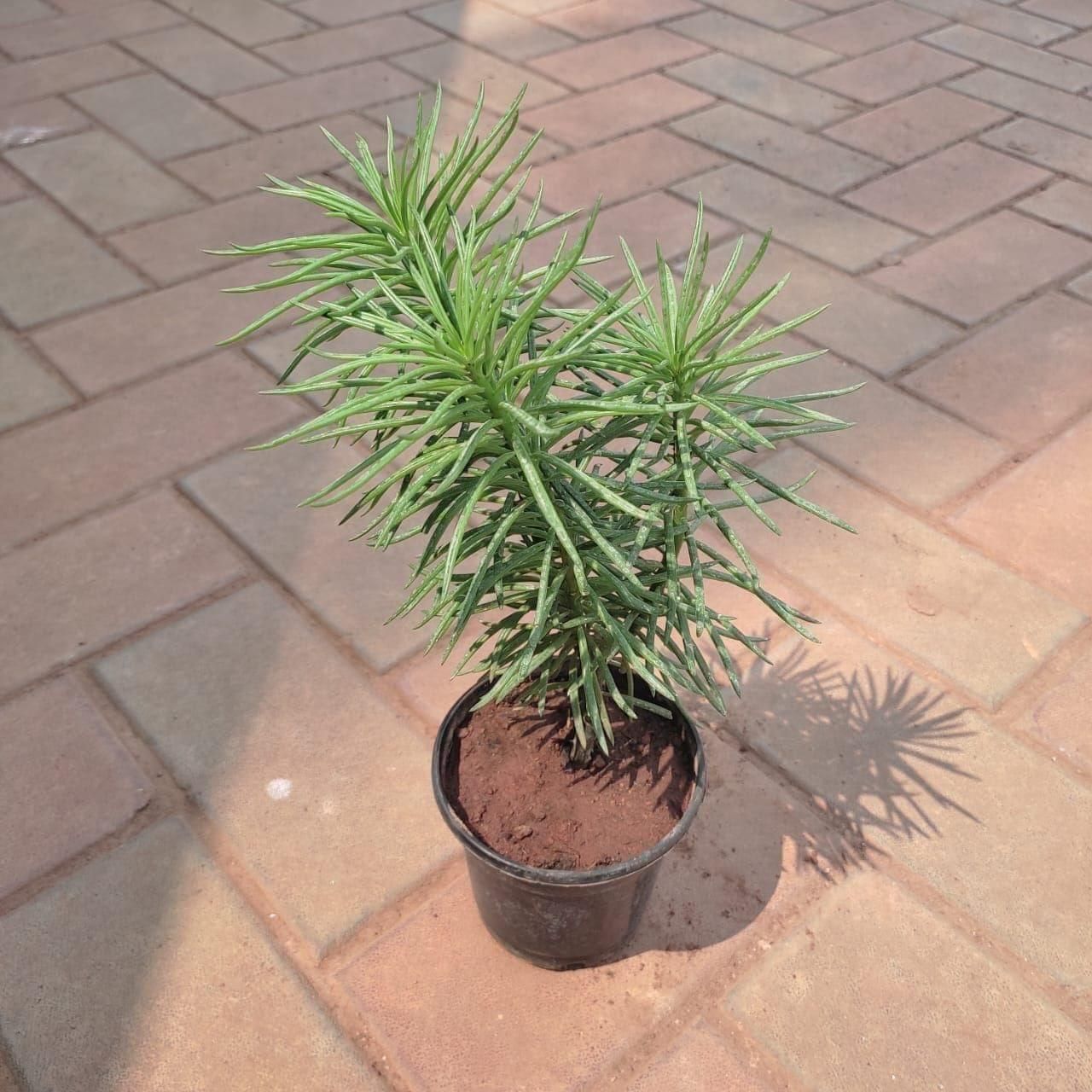 Senecio Barbertonicus Succulent in 3 Inch Nursery Pot