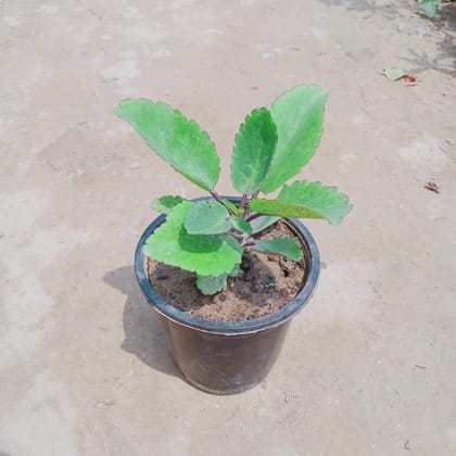 Patharchatta in 5 Inch Nursery Pot