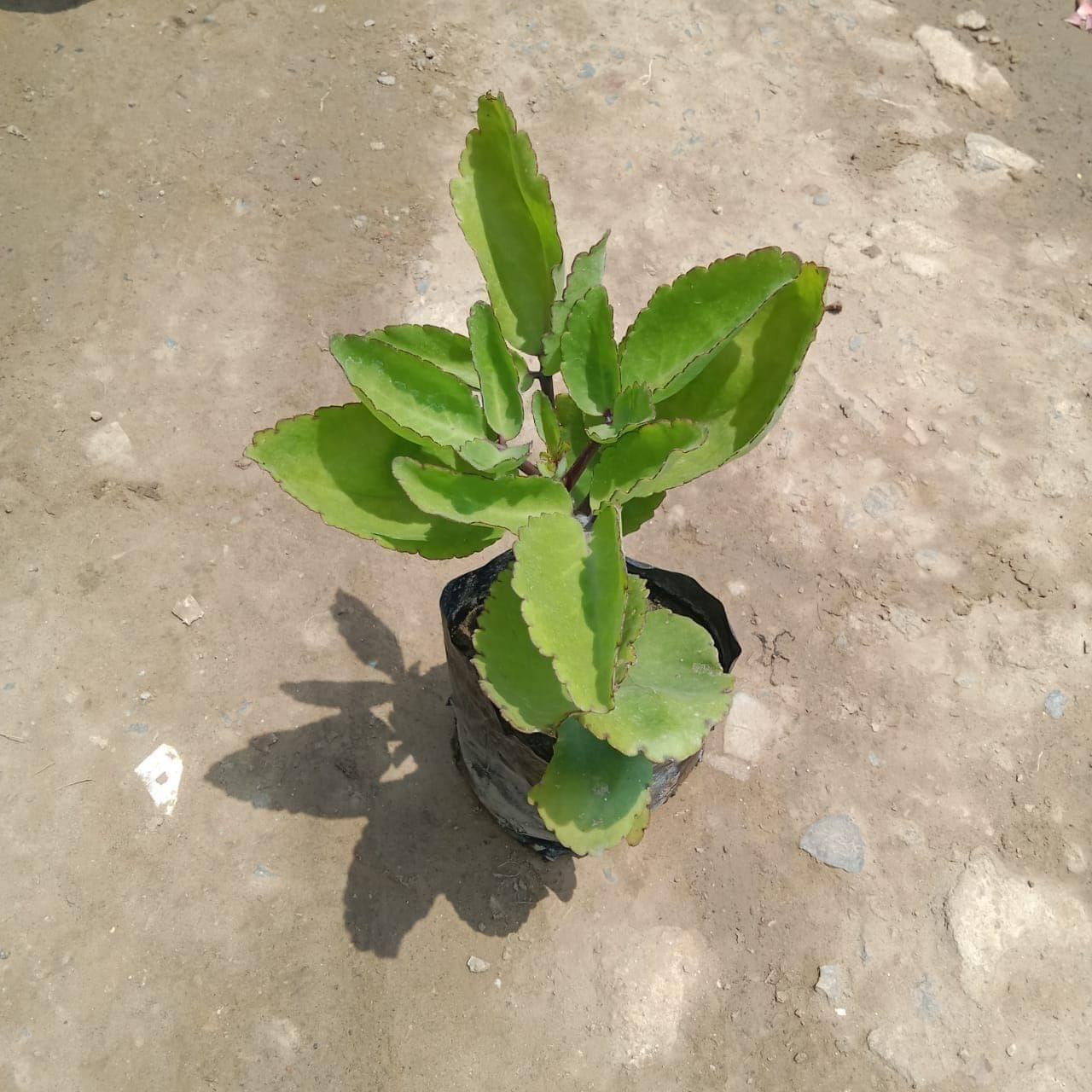 Pattarchatta in 4 Inch Nursery Bag