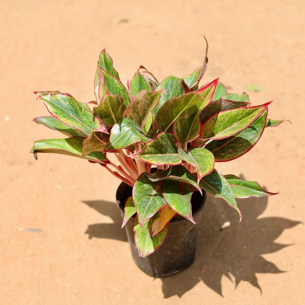 Buy Aglaonema Lipstick In 5 Inch Plastic Pot Online | Urvann.com Aglaonema Lipstick in 5 Inch Nursery Pot