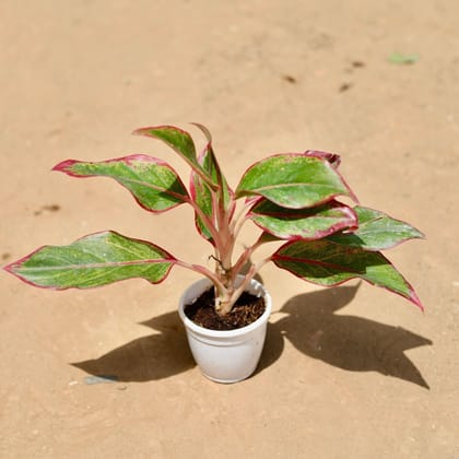 Buy Aglaonema Lipstick In 3 Inch Plastic Pot Online | Urvann.com