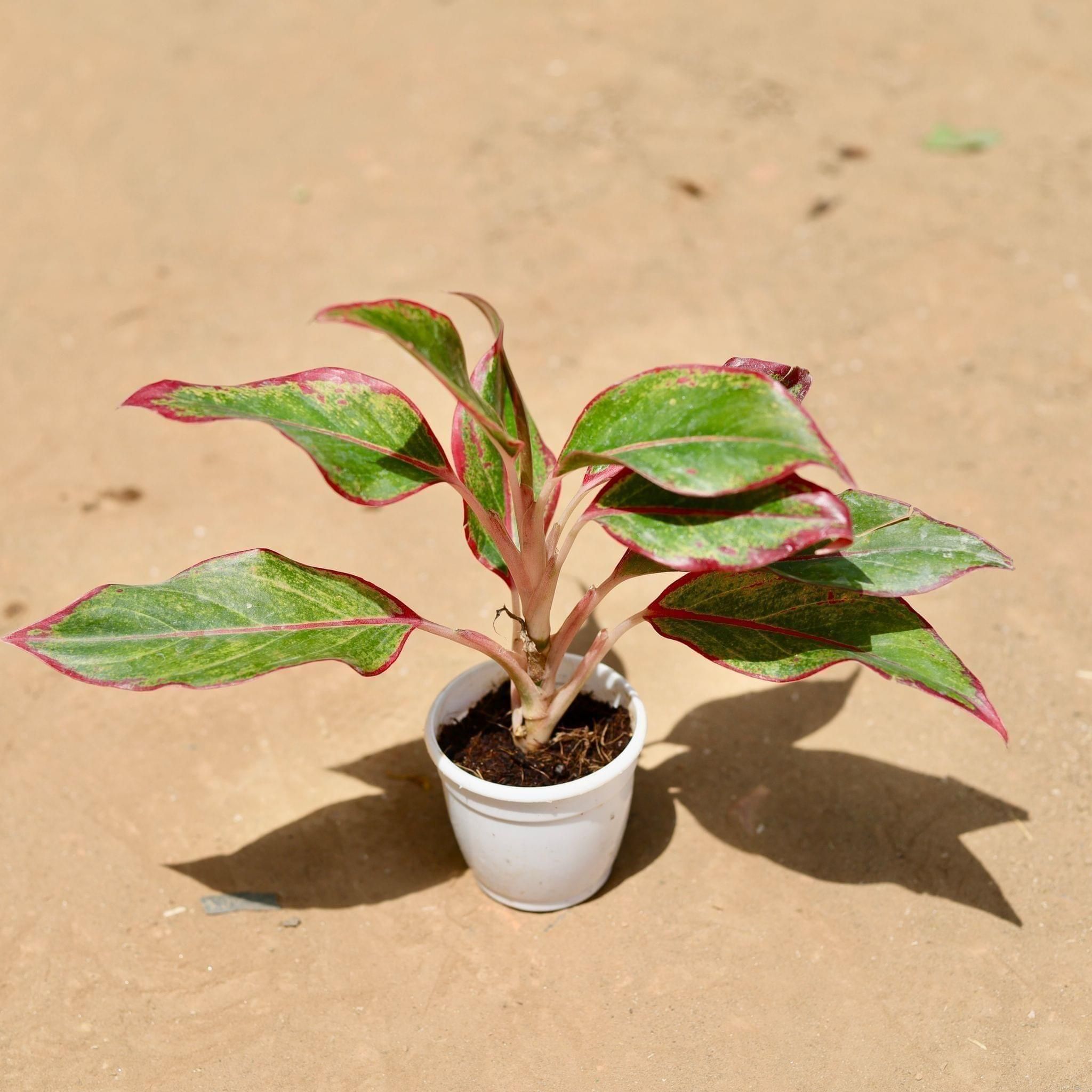 Aglaonema Lipstick in 3 Inch Nursery Pot
