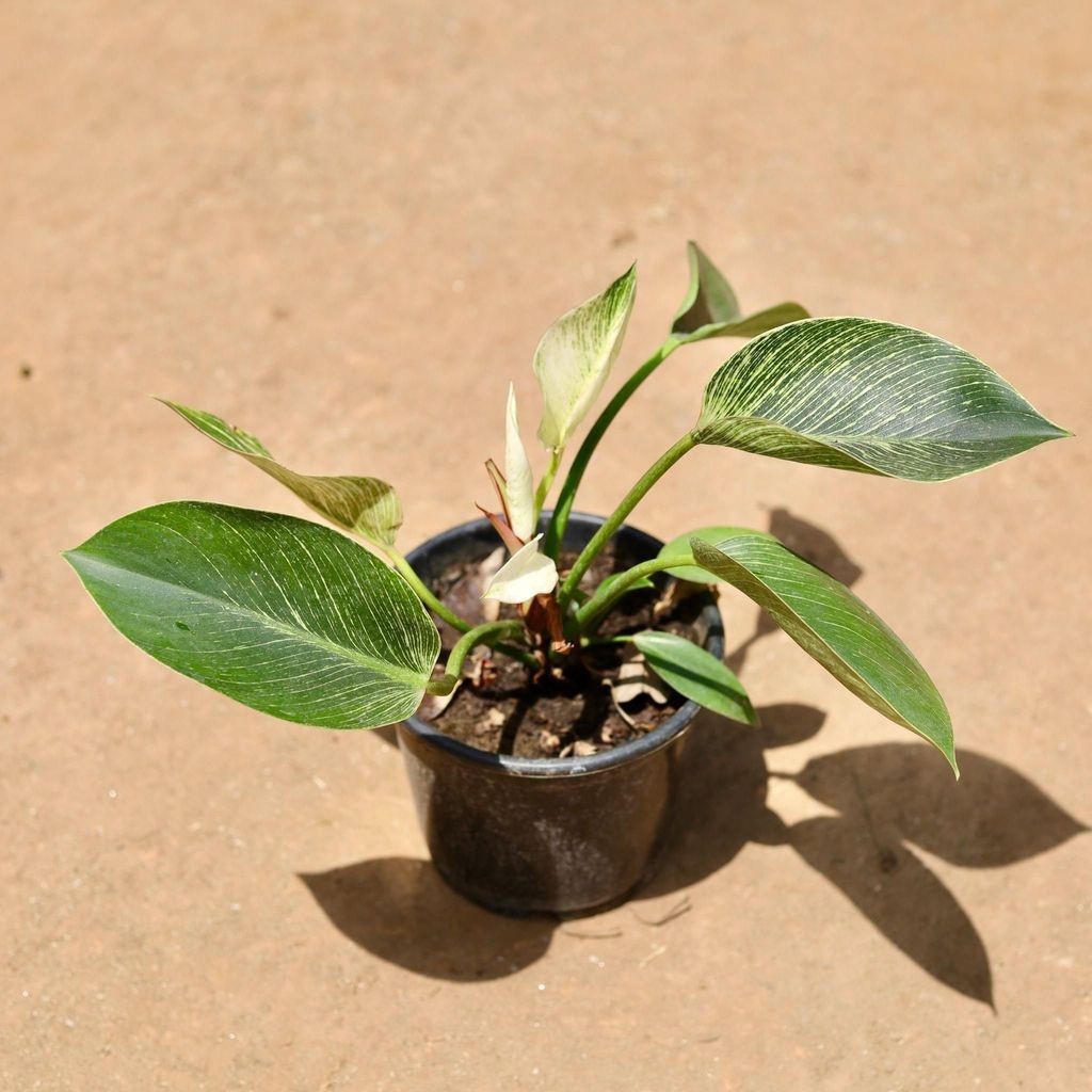 Buy Philodendron Birkin In 6 Inch Plastic Pot Online | Urvann.com Philodendron Birkin in 6 Inch Nursery Pot