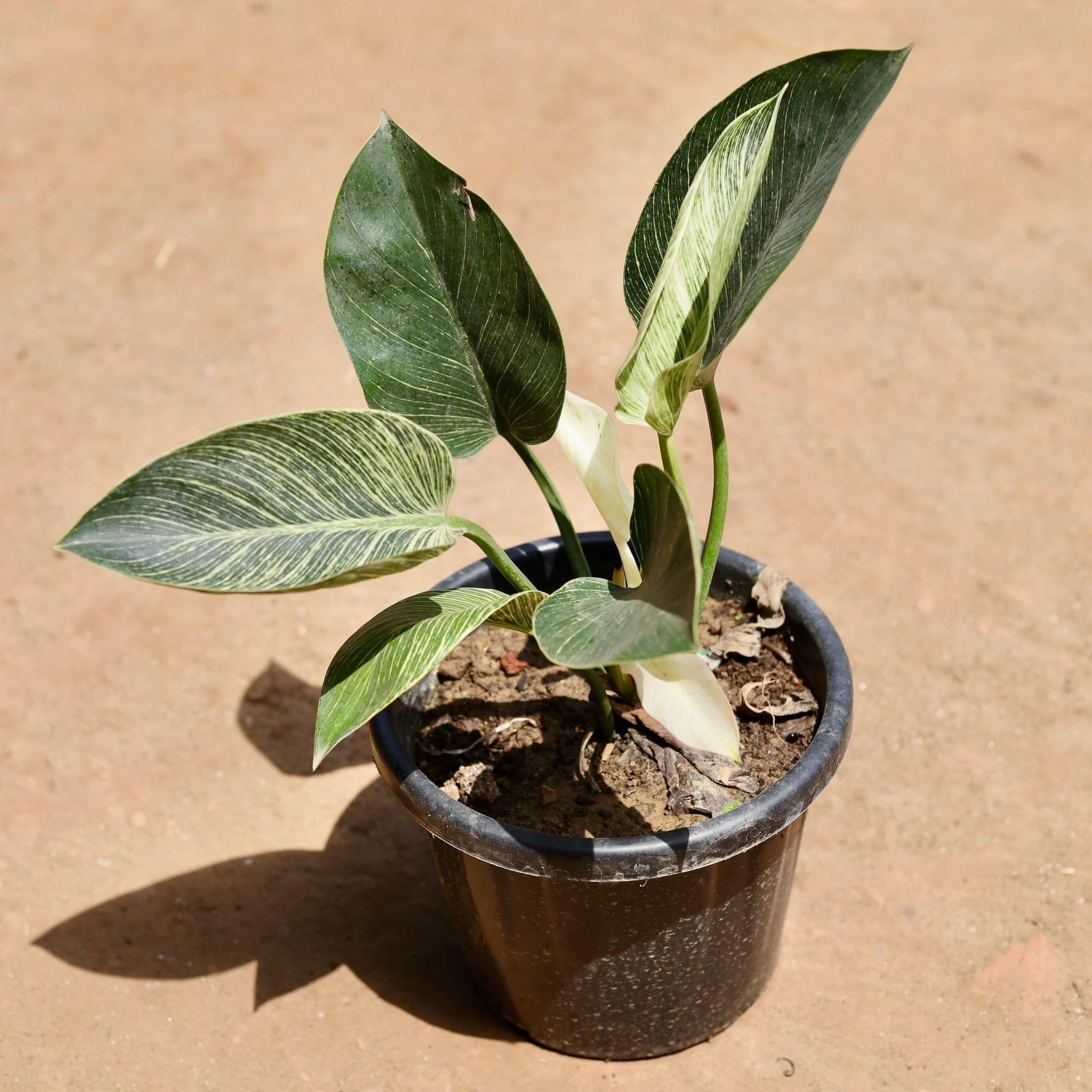 Philodendron Birkin in 8 Inch Nursery Pot