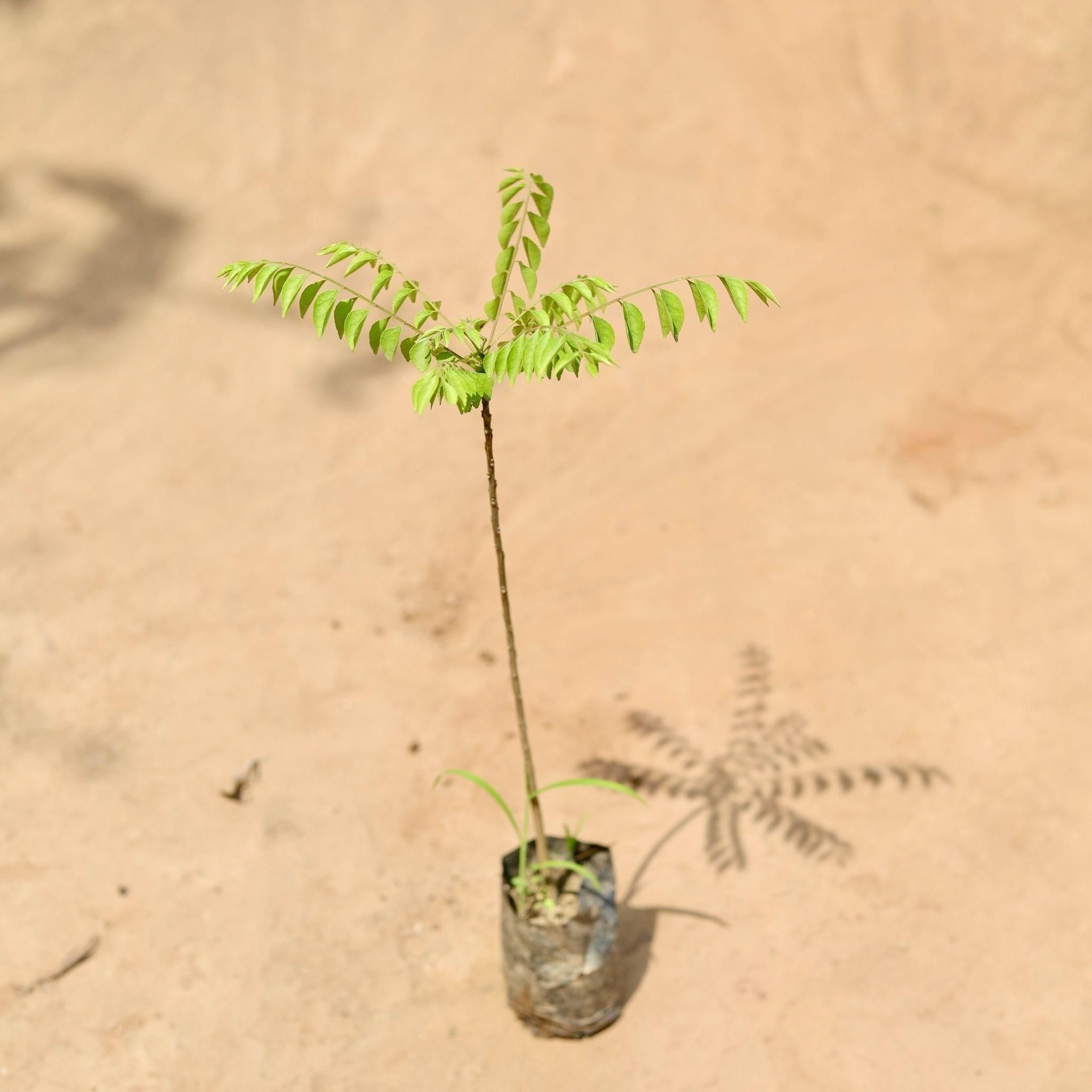 Curry Patta in 4 Inch Nursery Bag