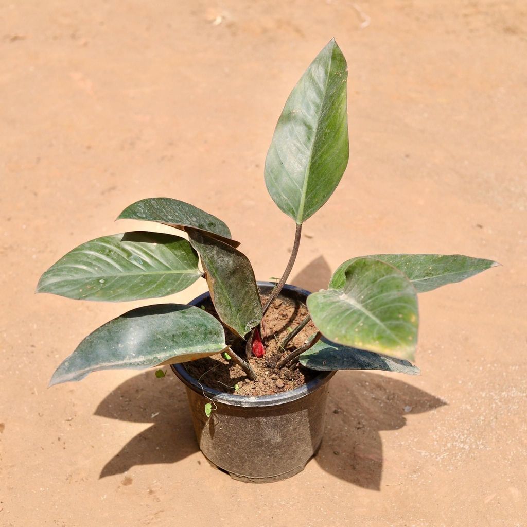 Philodendron Red in 7 Inch Nursery Pot