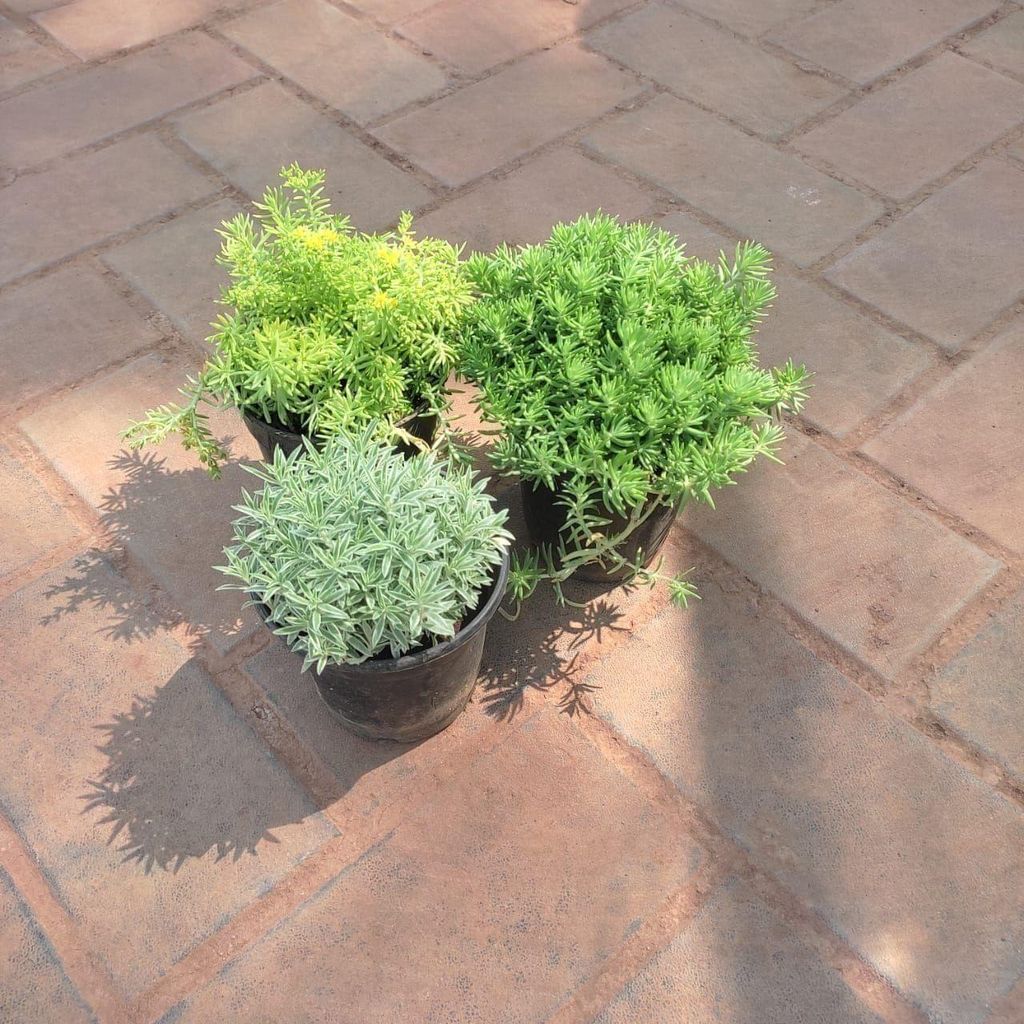Buy Set Of 3 - Sedum Succulent ( Green, Yellow & White) in 4 Inch Plastic Pot Online | Urvann.com Set Of 3 - Sedum Succulent ( Green, Yellow & White) in 4 Inch Nursery Pot