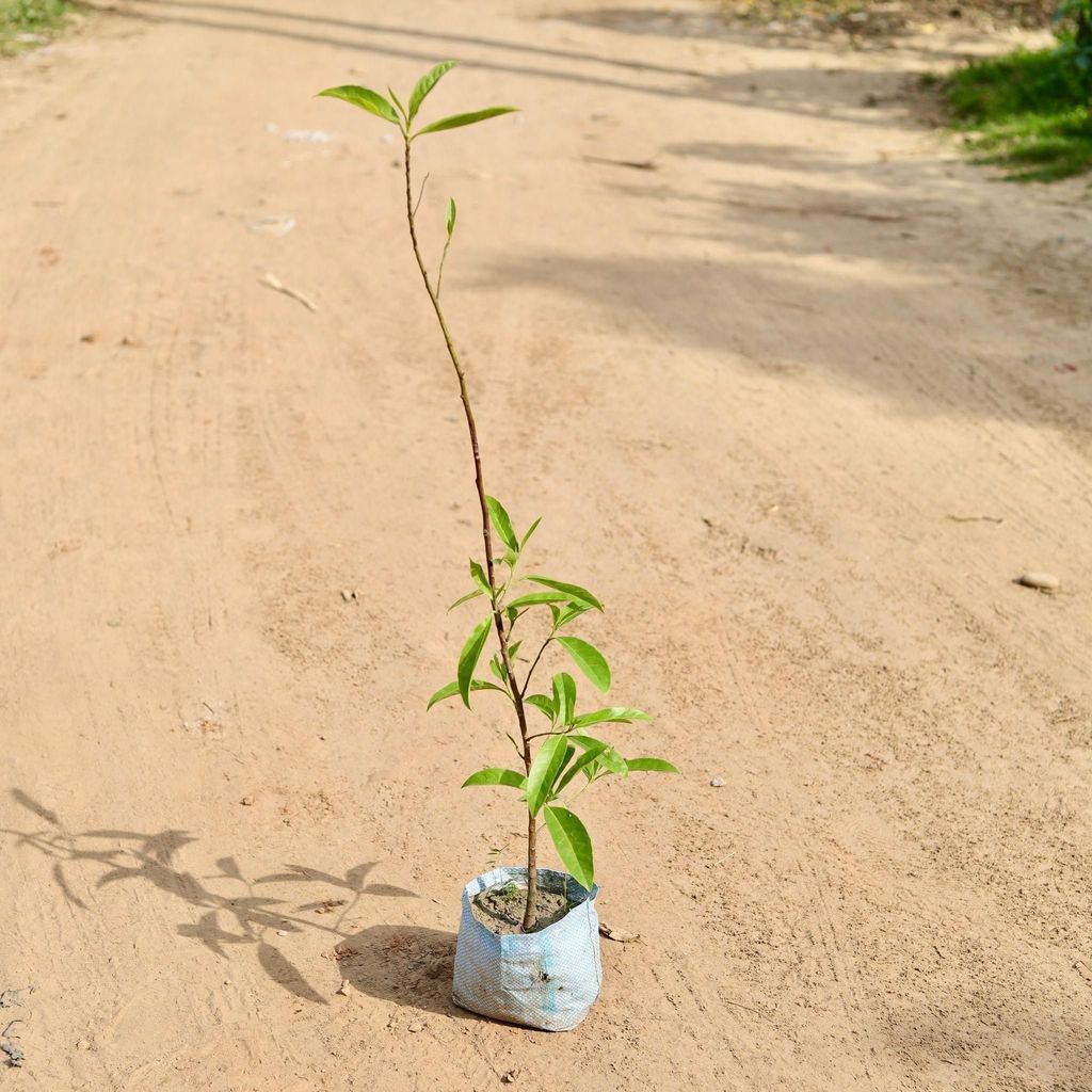 Buy Rudraksh Holy Plant In 7 Inch Nursery Bag Online | Urvann.com Rudraksh Holy Plant in 7 Inch Nursery Bag