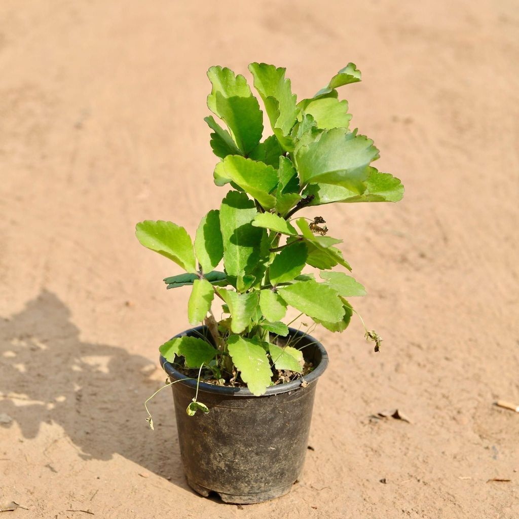 Buy Pattarchatta In 6 Inch Plastic Pot Online | Urvann.com Pattarchatta in 6 Inch Nursery Pot