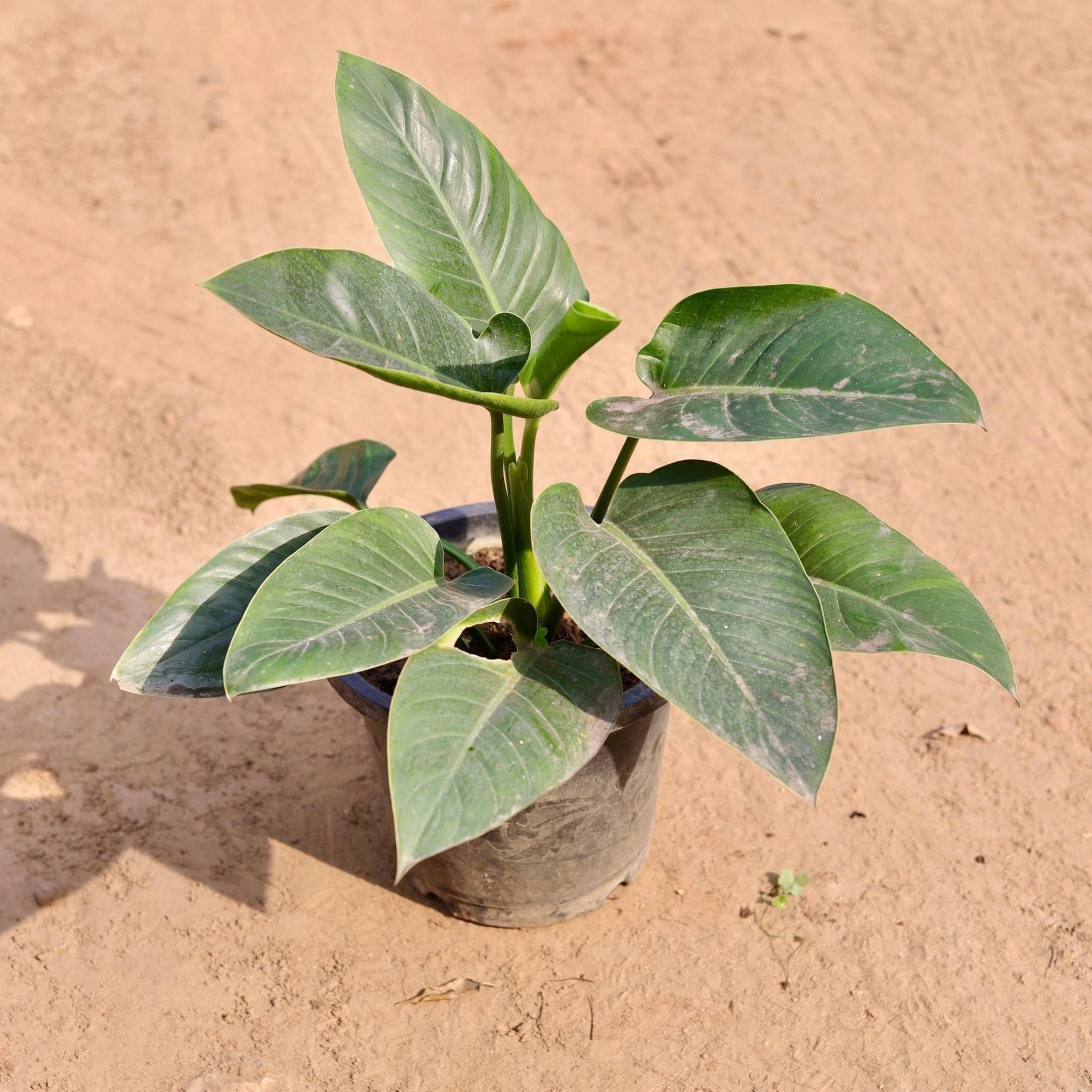 Philodendron Green in 10 Inch Nursery Pot