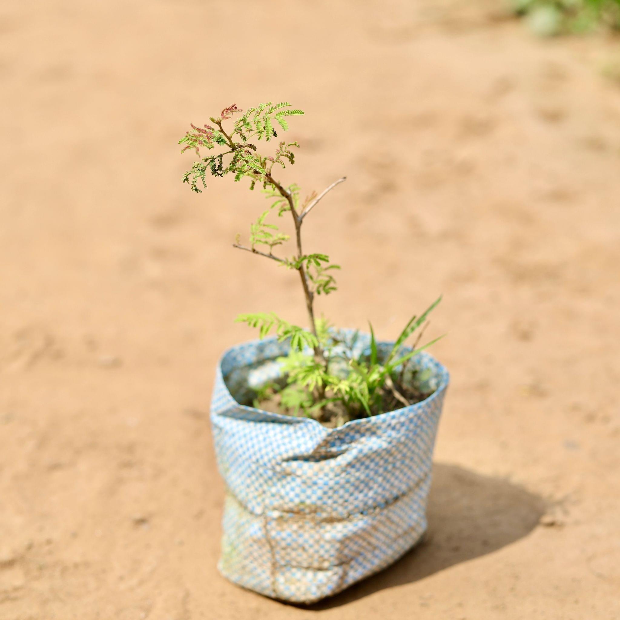 Shami Plant in 4 Inch Nursery Bag