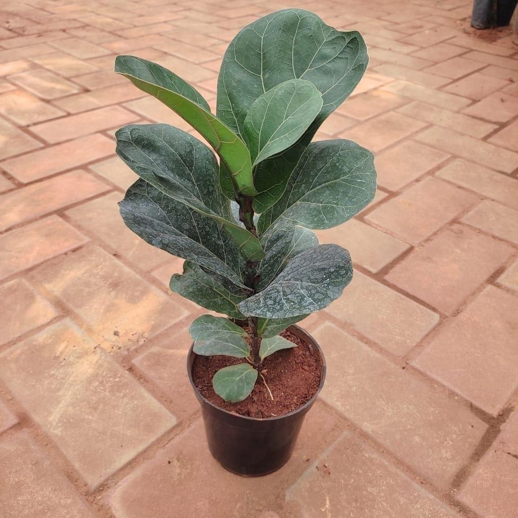 Free Next Day Delivery Fiddle Leaf Fig / Ficus Lyrata in 4 Inch