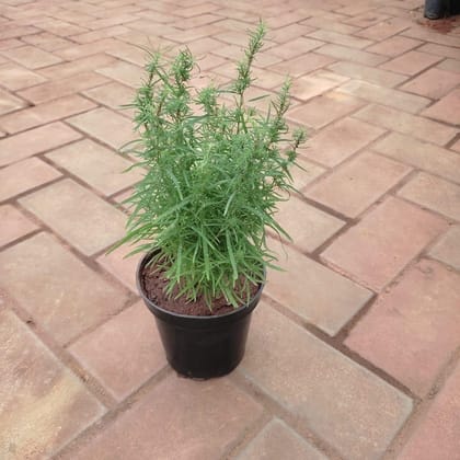 Buy Rosemary in 4 Inch Plastic Pot Online | Urvann.com