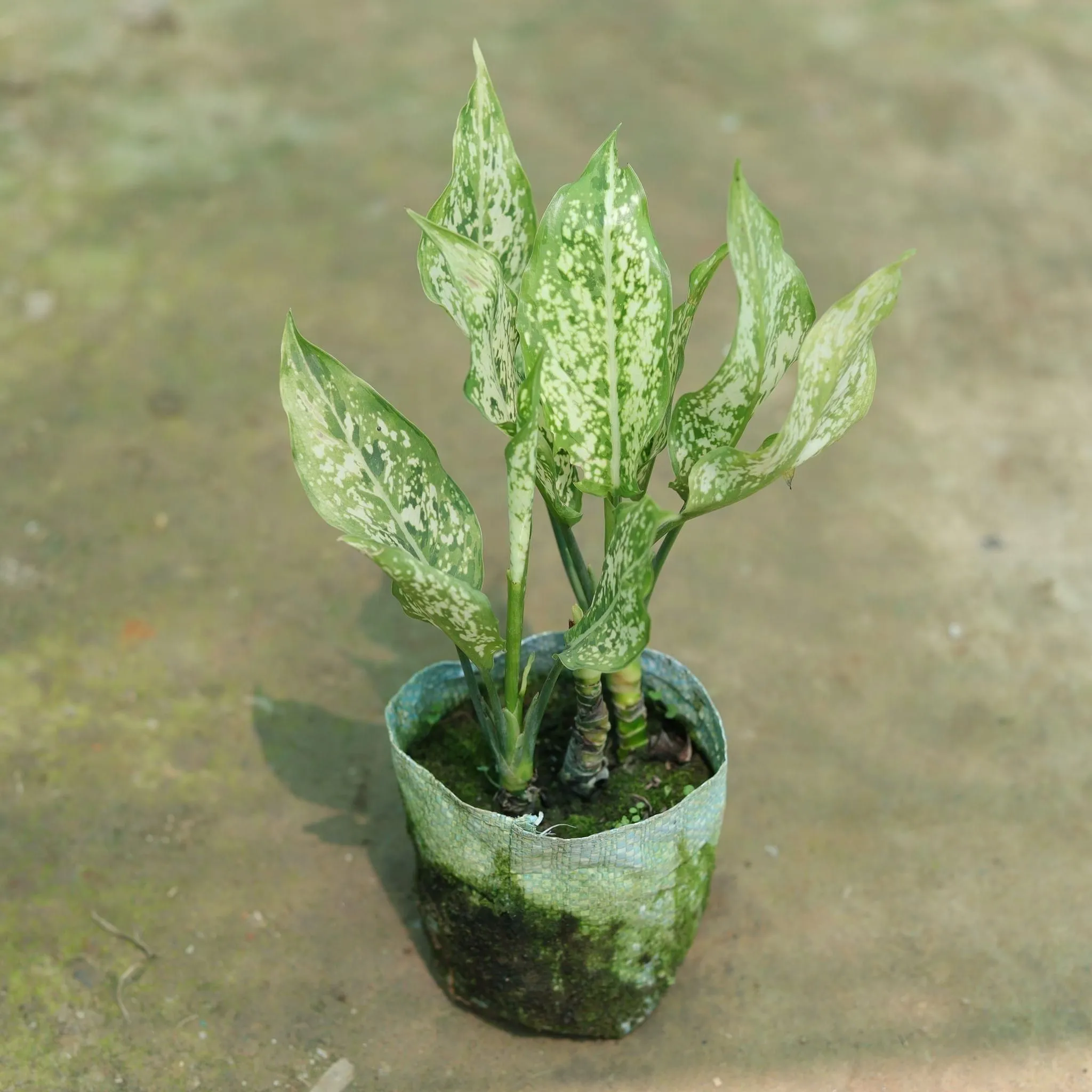 Aglaonema Snow White in 4 Inch Nursery Bag