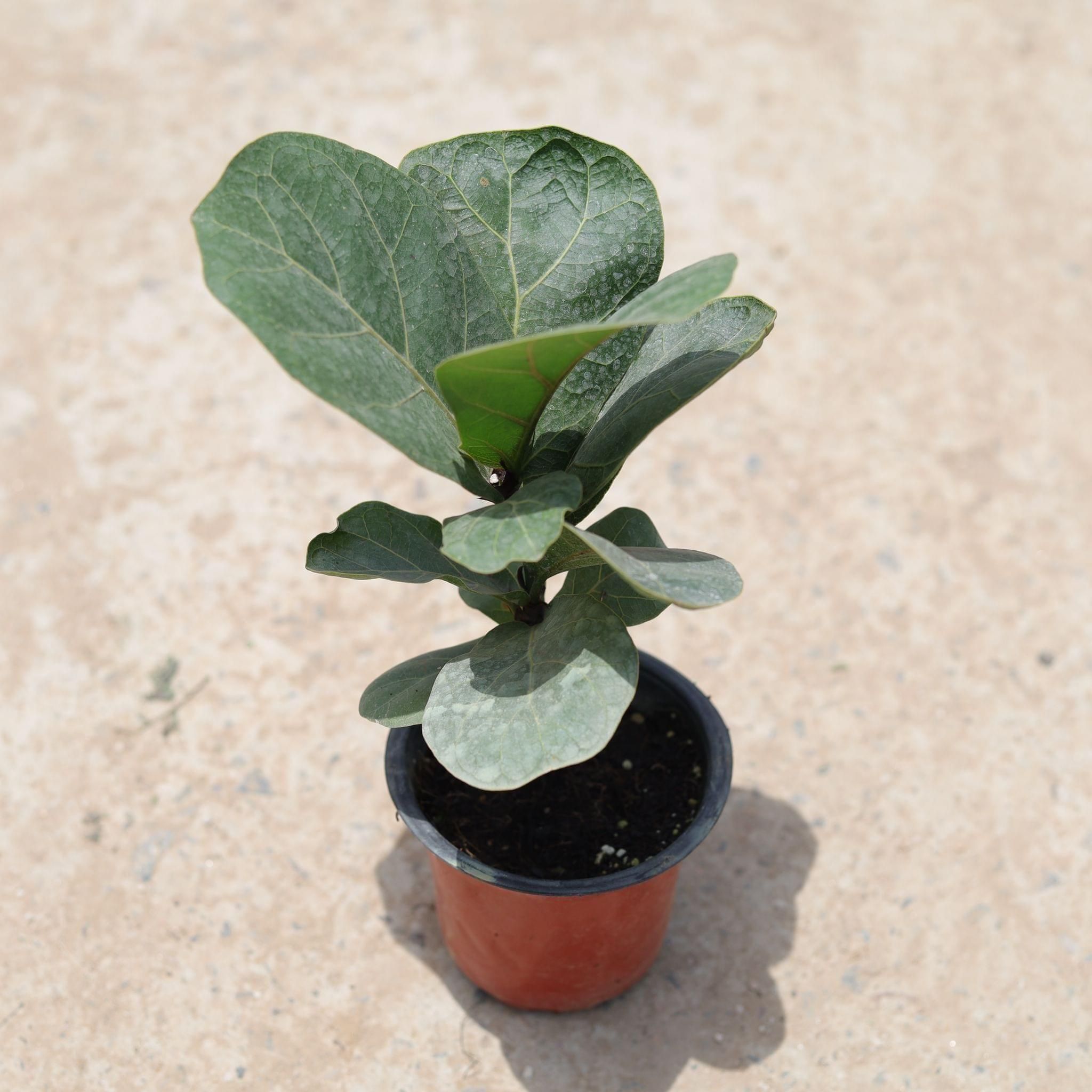 Fiddle Leaf Fig / Ficus Lyrata in 4 Inch Nursery Pot