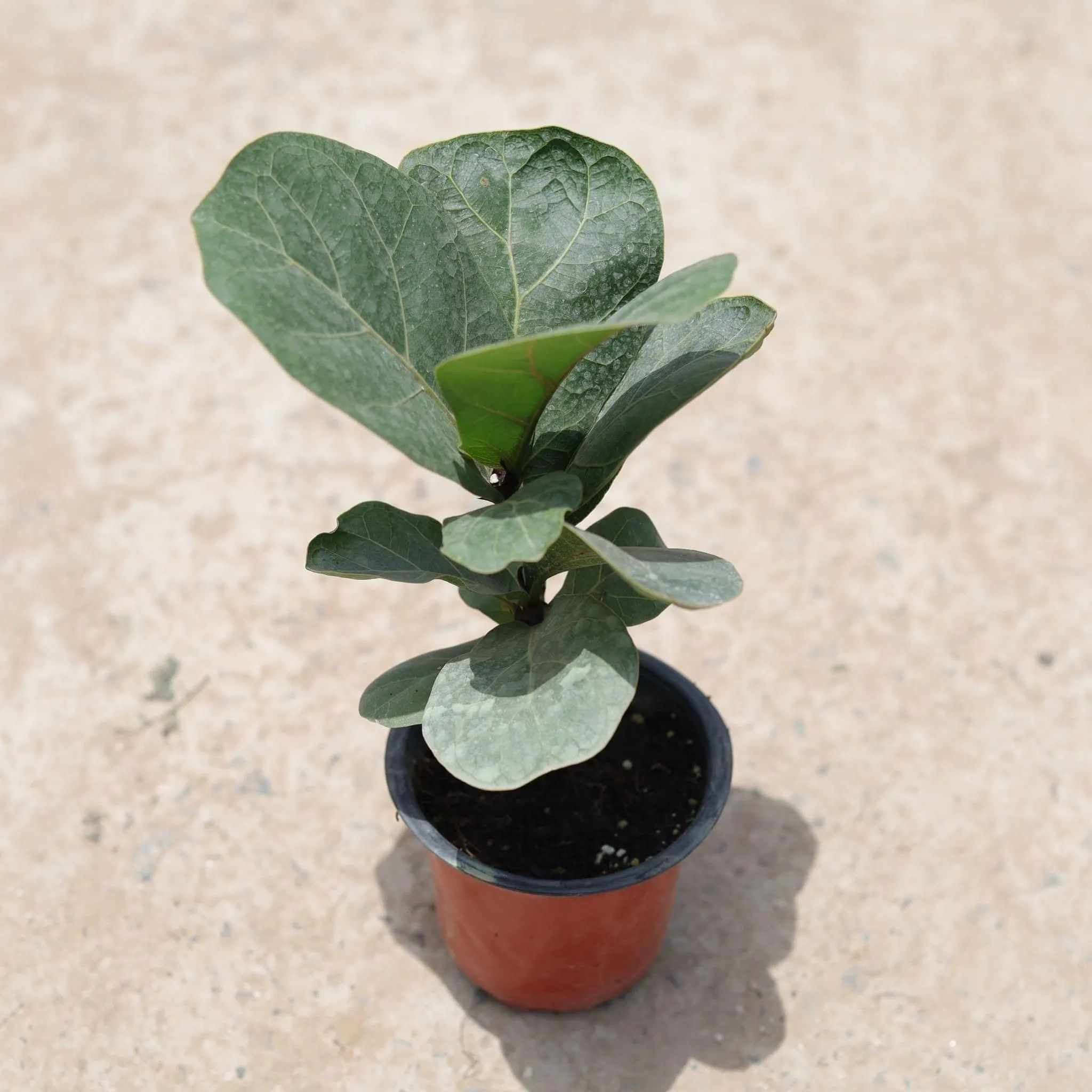 Fiddle Leaf Fig / Ficus Lyrata in 4 Inch Nursery Pot