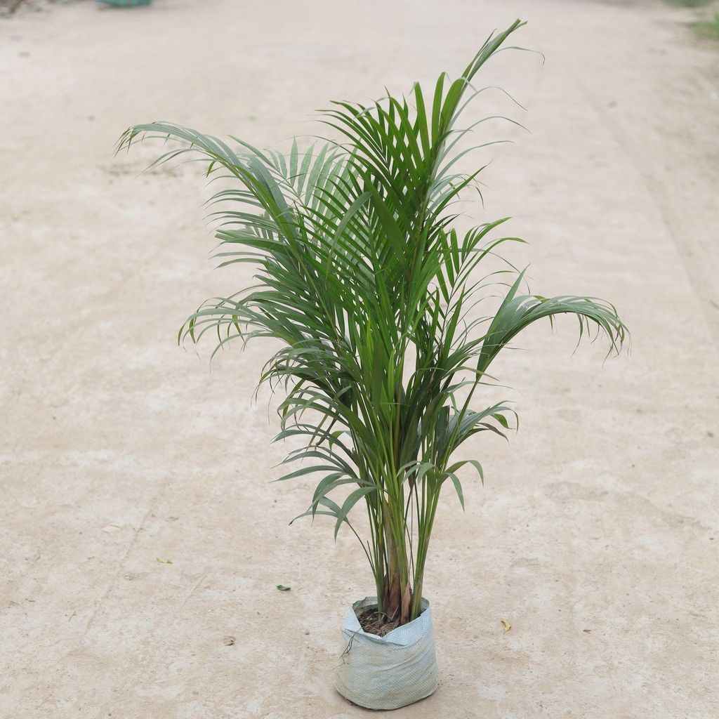 Areca Palm (~ 1.5 - 3 Ft) in 5 Inch Nursery Bag