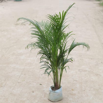 Buy Areca Palm (~ 1.5 - 3 Ft) in 5 Inch Nursery Bag Online | Urvann.com