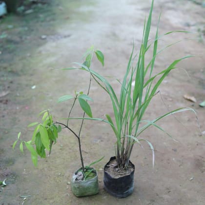 Buy Set of 2 - Tej Patta / Bay Leaf & Lemon Grass in 4 Inch Nursery Bag Online | Urvann.com
