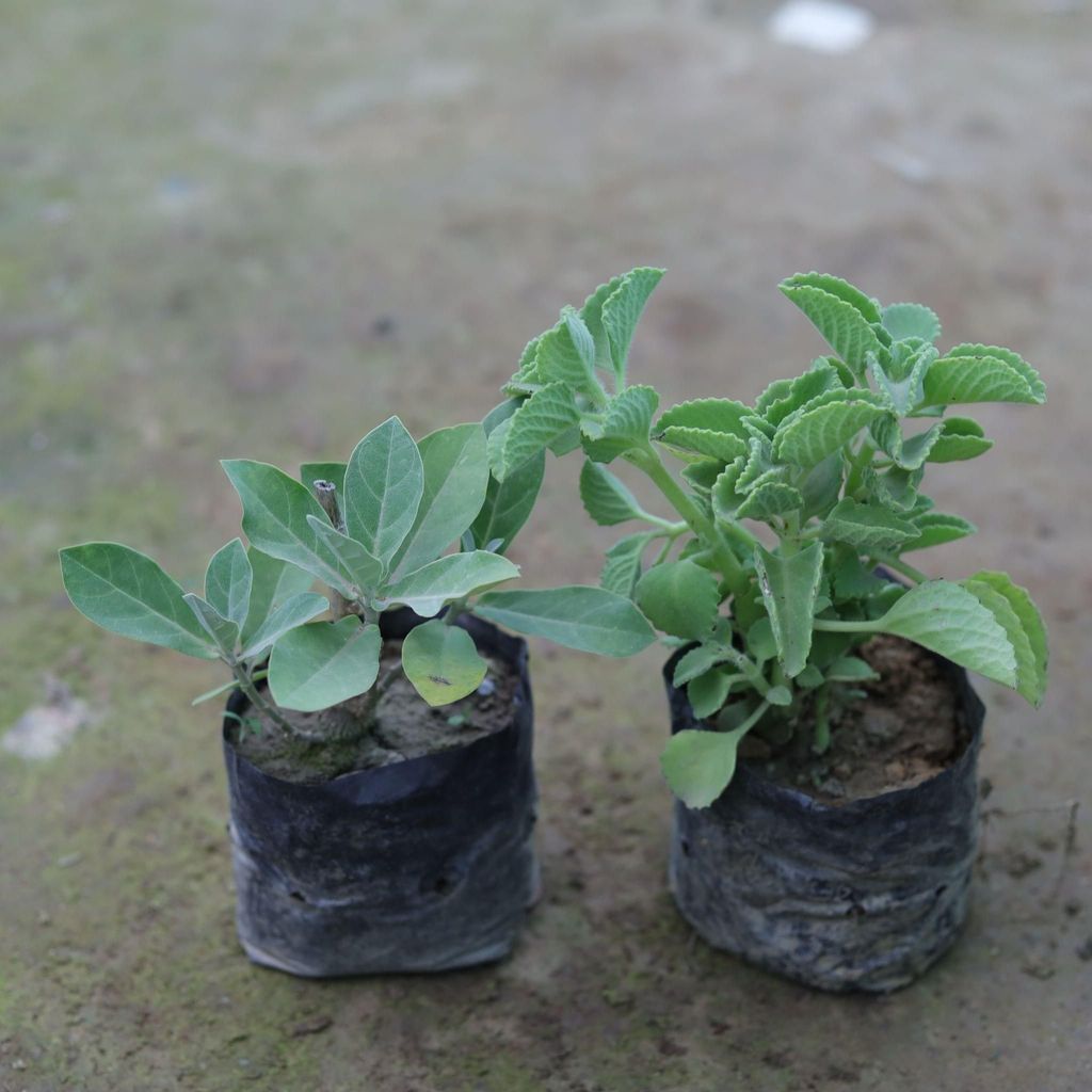 Set of 2 - Ajwain Plant & Aak Plant in 4 Inch Nursery Bag