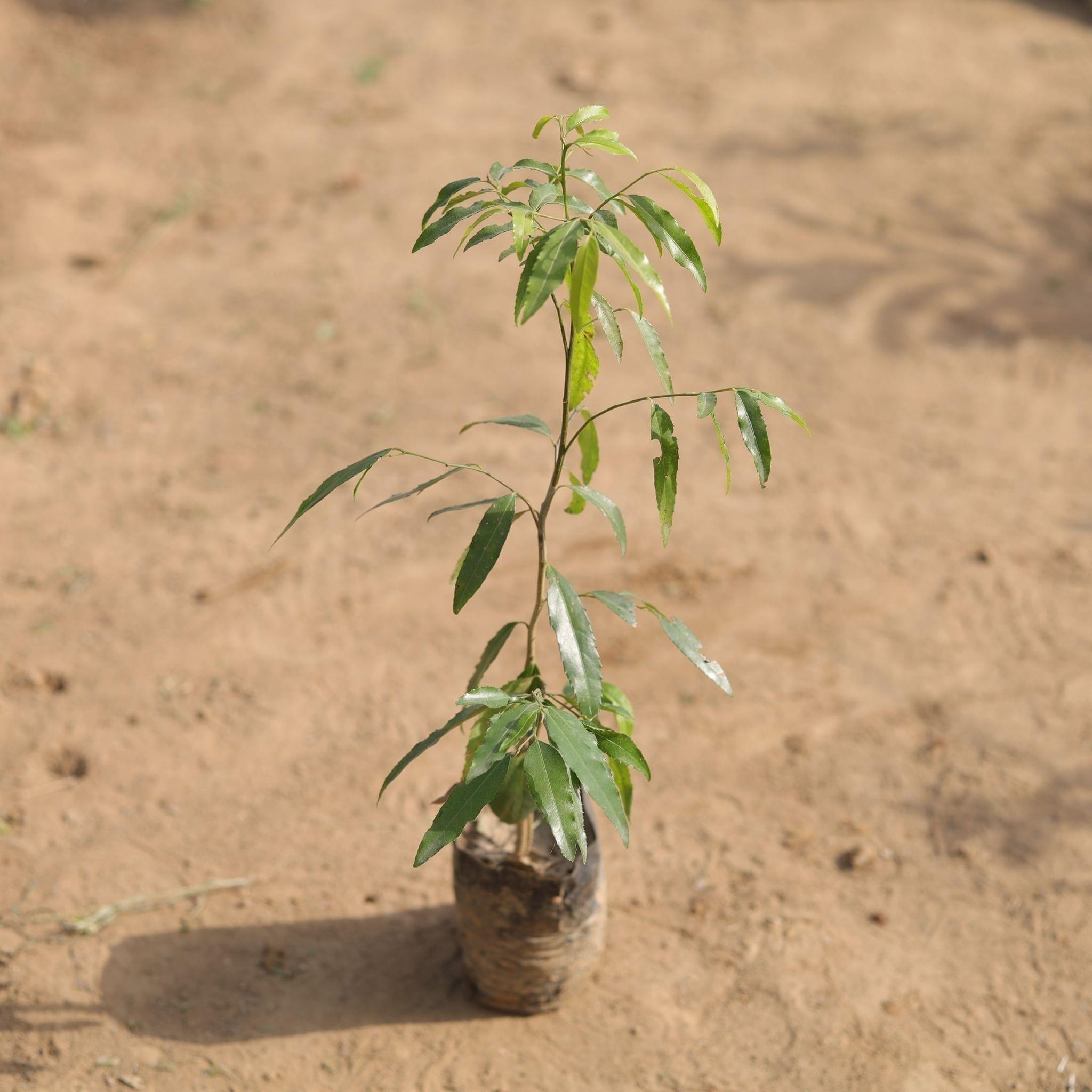 Putranjiva Plant in 4 Inch Nursery Bag