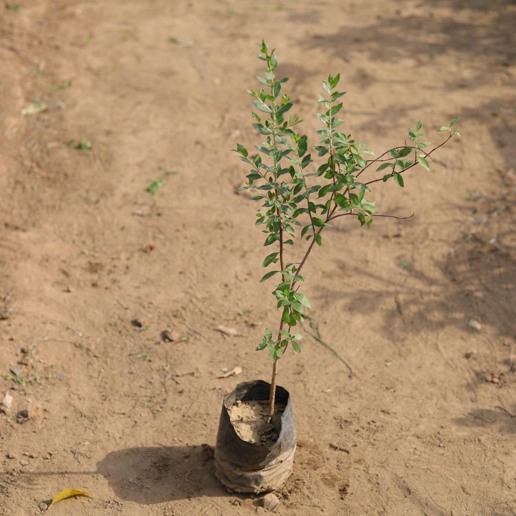 Buy Mehndi / Henna Plant in 4 Inch Nursery Bag Online | Urvann.com Mehndi / Henna Plant in 4 Inch Nursery Bag