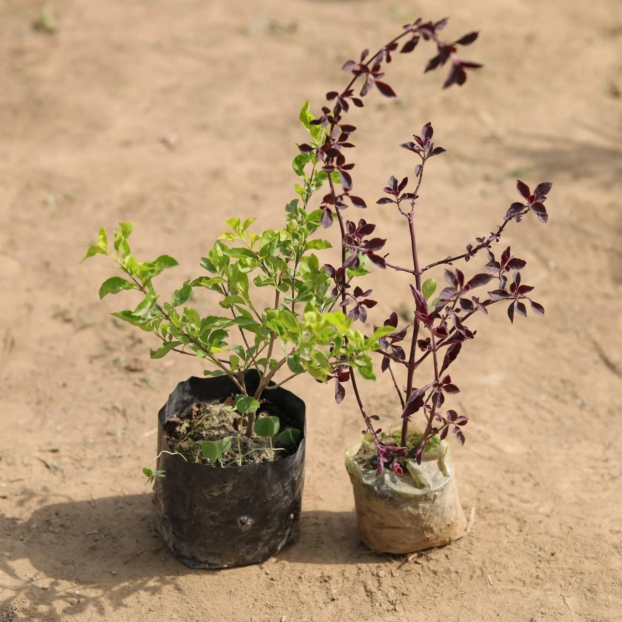 Set of 2 - laal saag & Golden Duranta in 3 Inch Nursery Bag