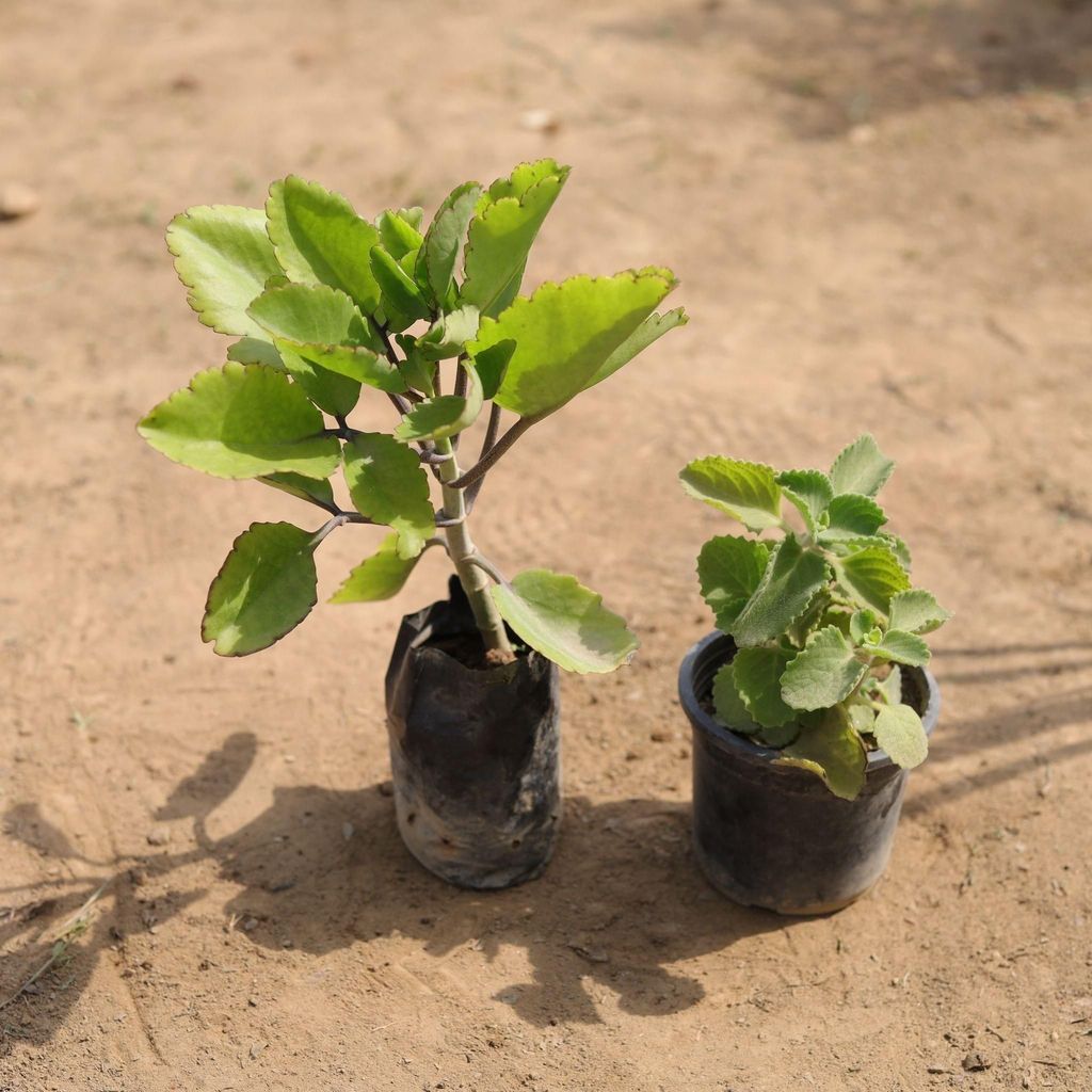 Buy Set of 2 - Ajwain & Pattarchatta in 4 Inch Nursery Bag Online | Urvann.com Set of 2 - Ajwain & Pattarchatta in 4 Inch Nursery Bag