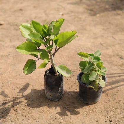 Buy Set of 2 - Ajwain & Pattarchatta in 4 Inch Nursery Bag Online | Urvann.com