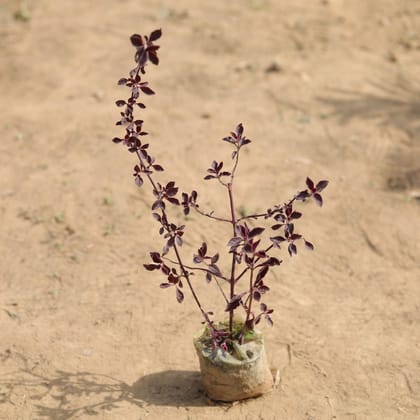 Buy Laal Saag in 3 Inch Nursery Bag Online | Urvann.com