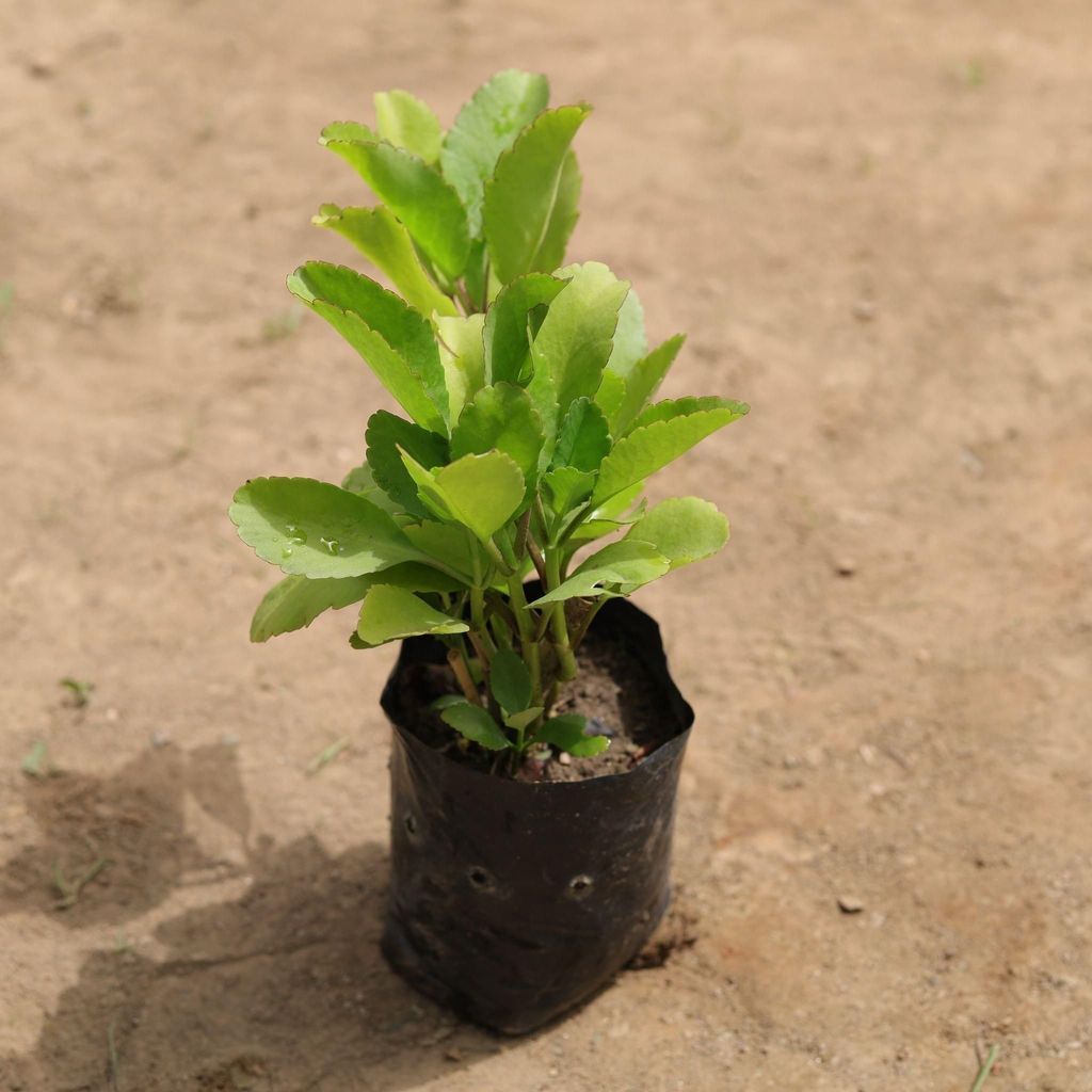 Pattarchatta Plant in 4 Inch Nursery Bag