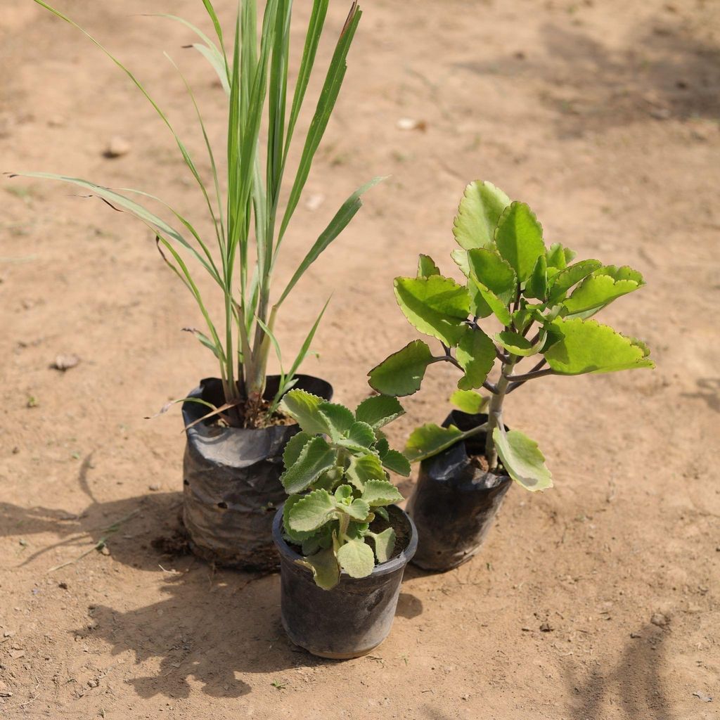 Buy Set of 3 - Lemon Grass, Pattarchatta & Ajwain Plant in 4 Inch Nursery Bag Online | Urvann.com Set of 3 - Lemon Grass, Pattarchatta & Ajwain Plant in 4 Inch Nursery Bag