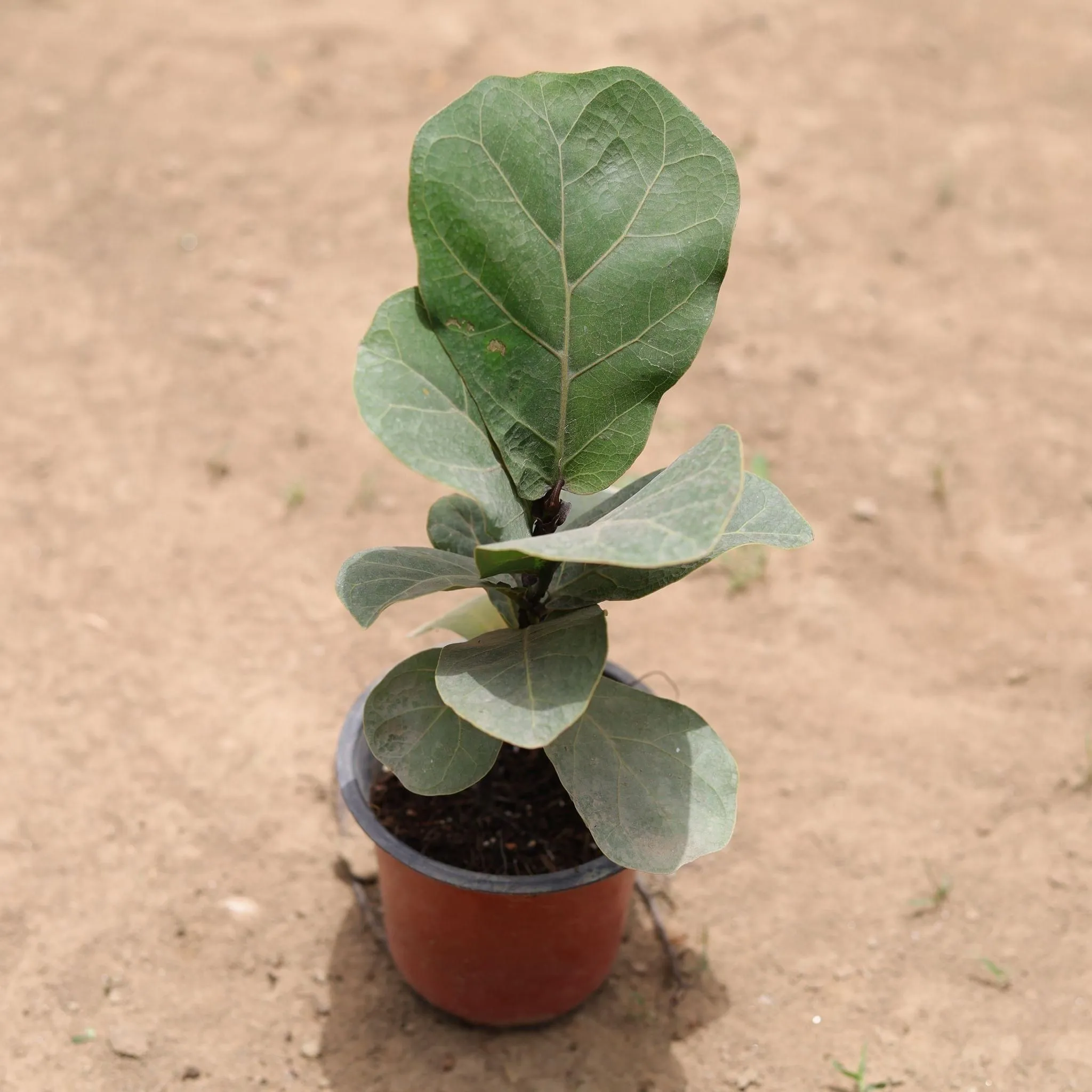 Fiddle Leaf Fig / Ficus Lyrata in 4 Inch Nursery Pot