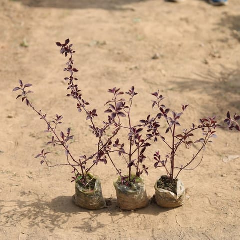 Set of 3 - Laal saag in 3 Inch Nursery Bag