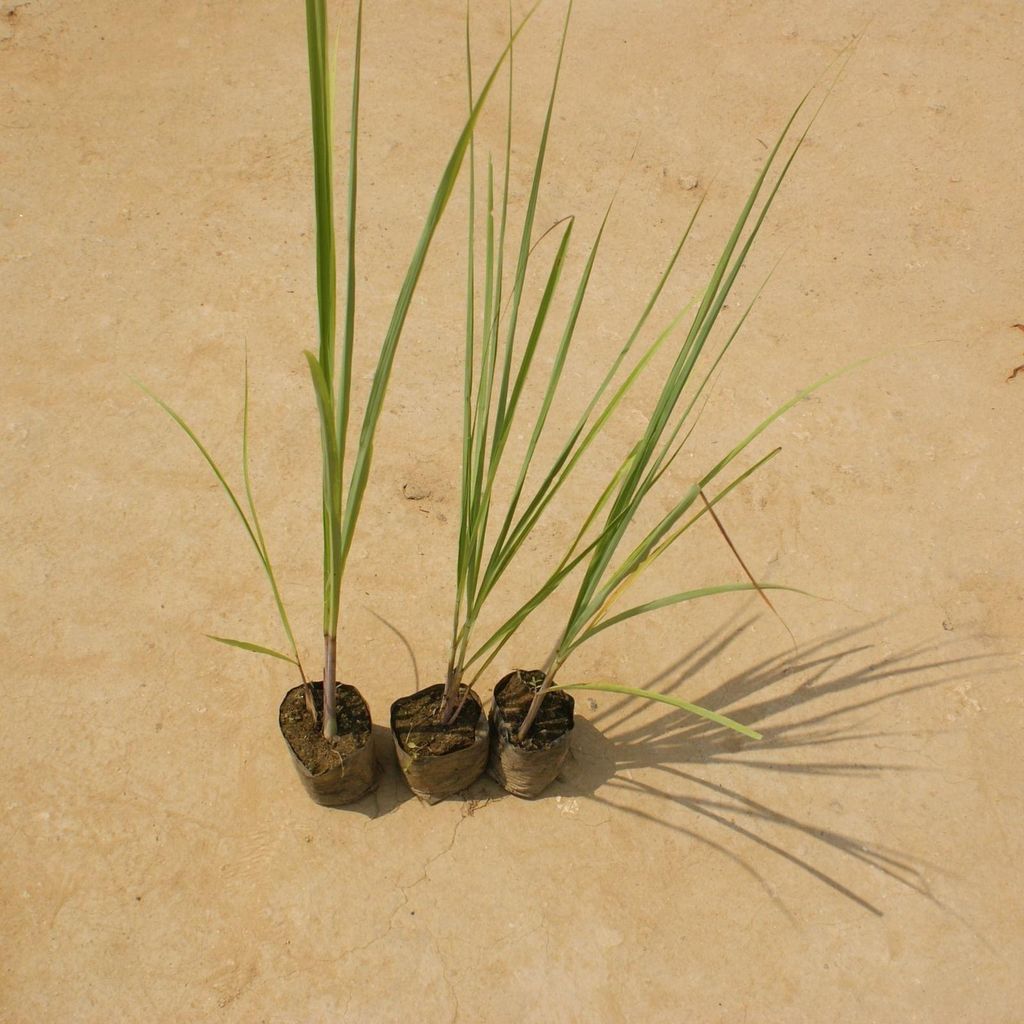 Set of 3 - Lemon Grass in 4 Inch Nursery Bag