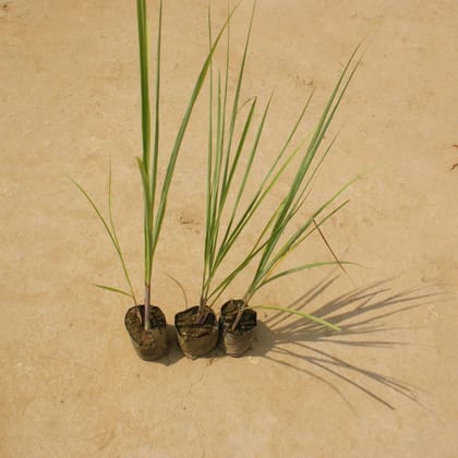 Buy Set of 3 - Lemon Grass in 3 Inch Nursery Bag Online | Urvann.com