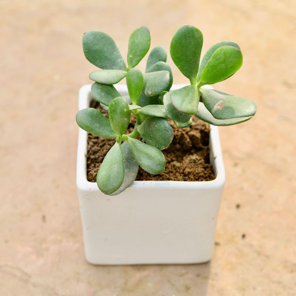 Crassula Succulent in 3 Inch Classy White Square Ceramic Pot
