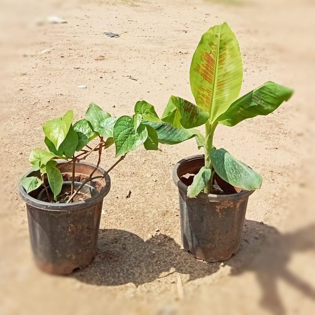 Set of 2 - Banana & Paan in 8 Inch Nursery Pot