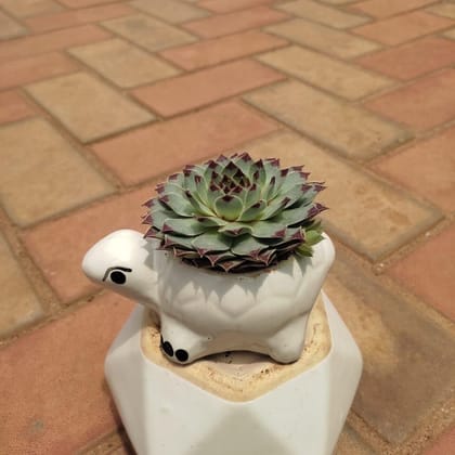 Buy Echeveria Brown Tipped / Kamal Succulent in 3 Inch White Turtle Designer Ceramic Pot Online | Urvann.com